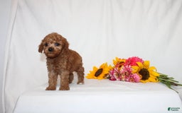 Mini Goldendoodle dogs for sale: Bryssa - Image 3
