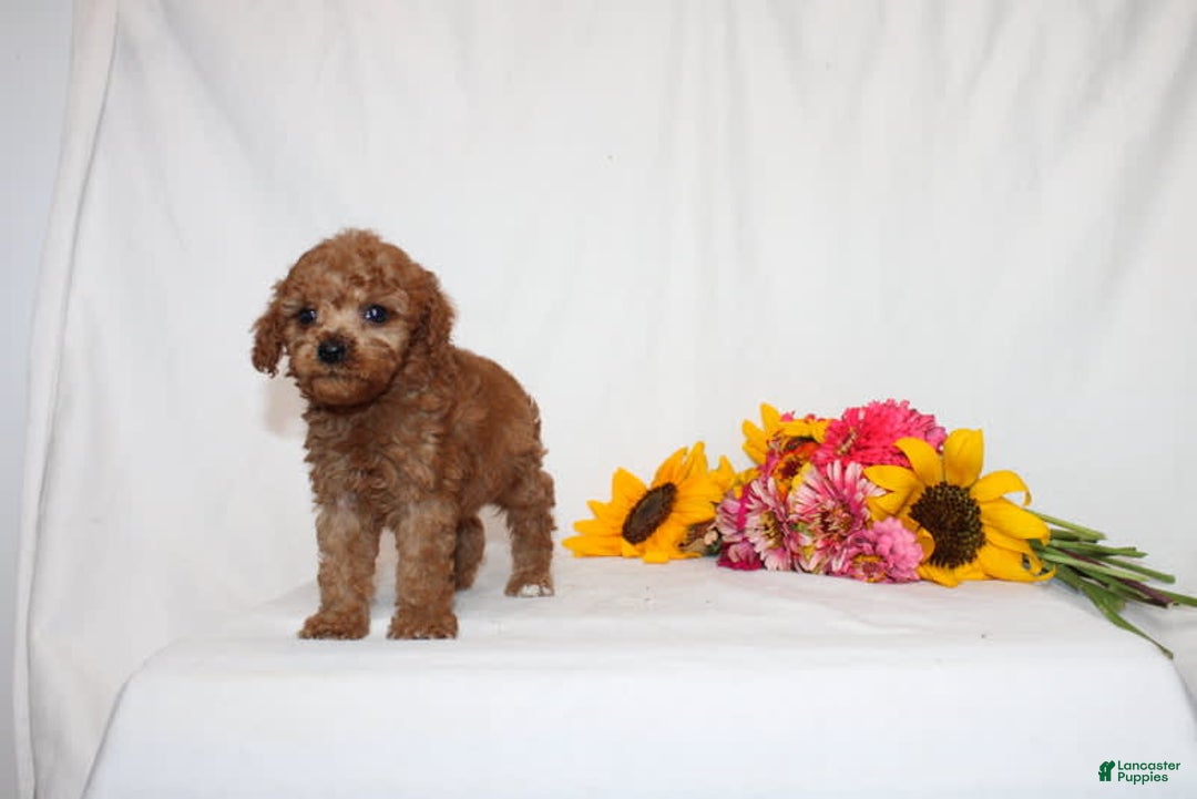 Mini Goldendoodle dogs for sale: Bryssa - Image 3