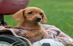 Miniature Dachshund dogs for sale: Nick - Image 16