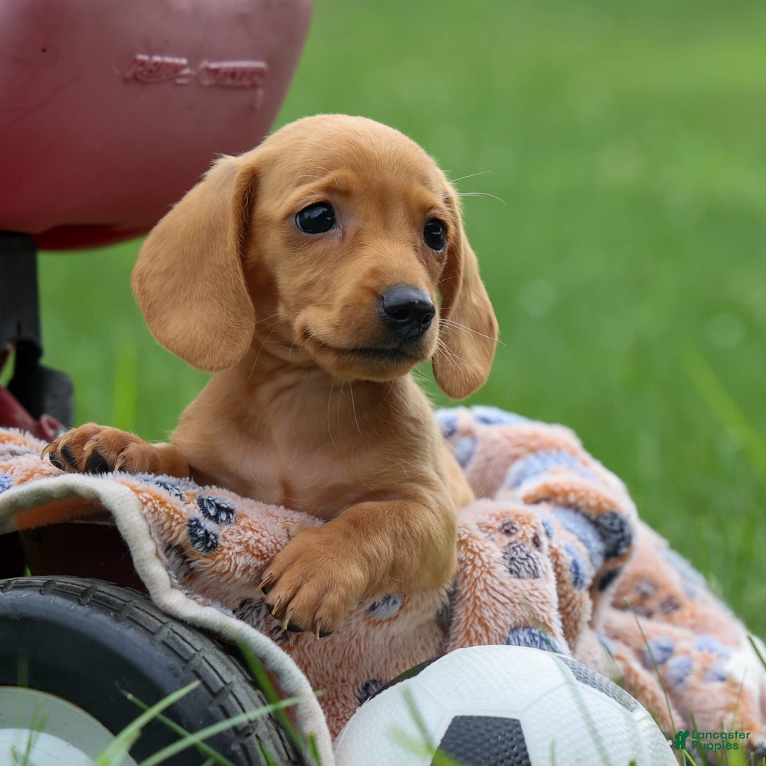 Miniature Dachshund dogs for sale: Nick - Image 16