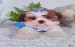 Shih Tzu dogs for sale: Baby - Image 10