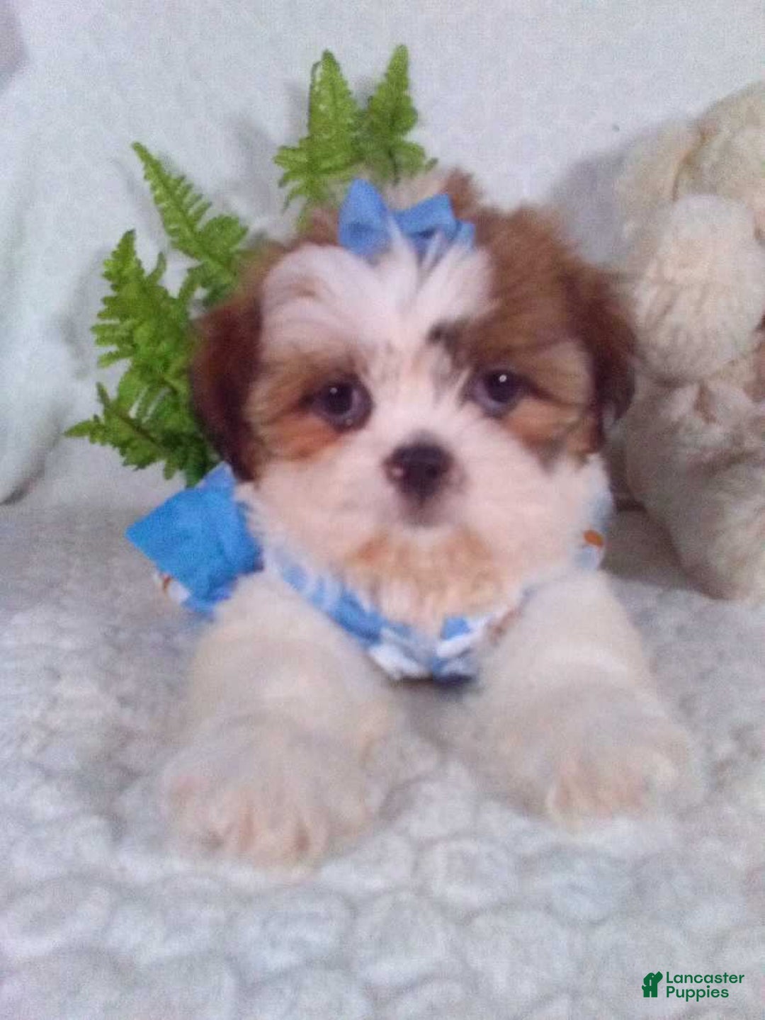 Shih Tzu dogs for sale: Baby - Image 10