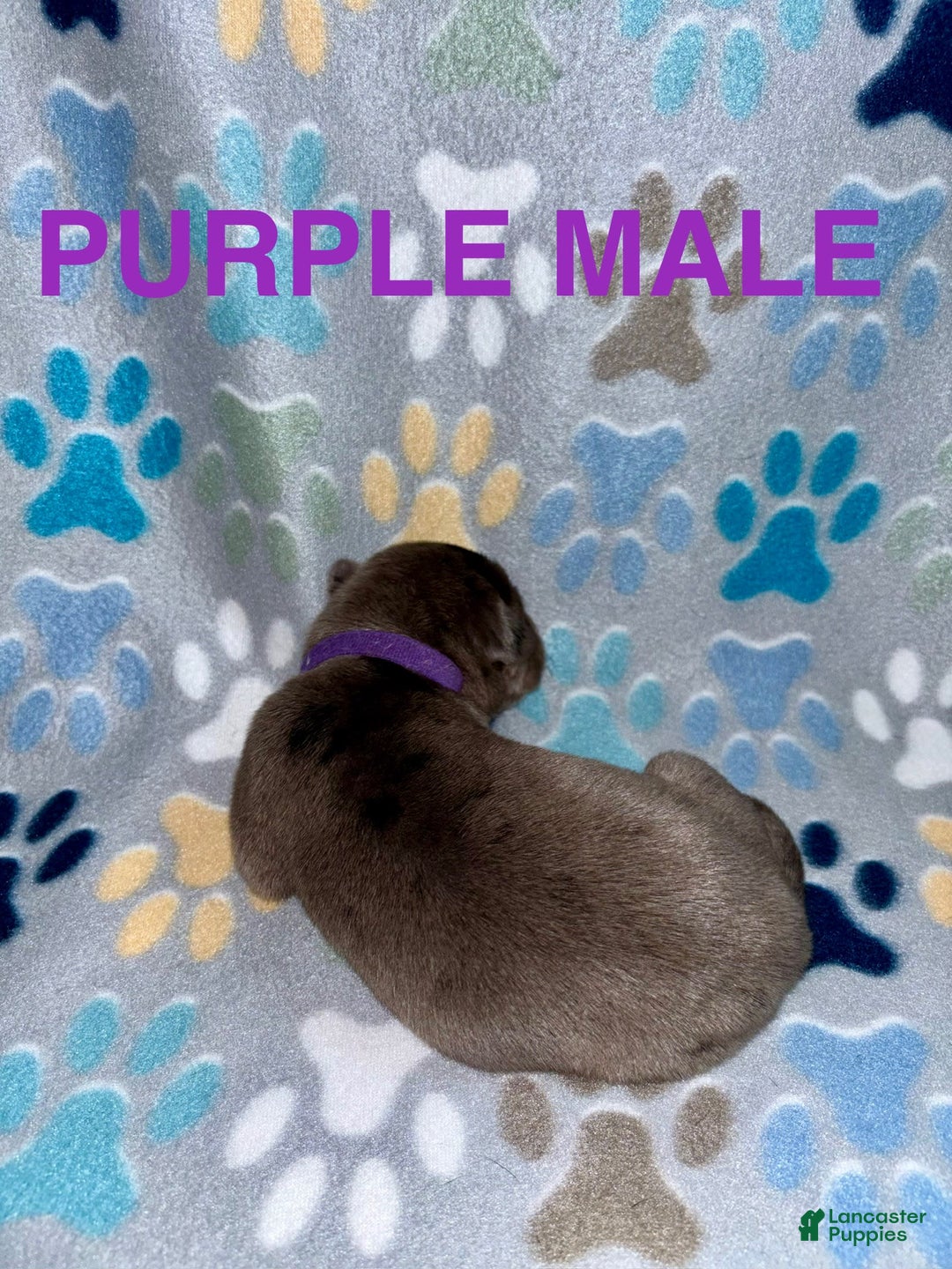 Great Dane dogs for sale: Purple - Image 1
