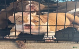 American Bully dogs for sale: Bella - Image 2