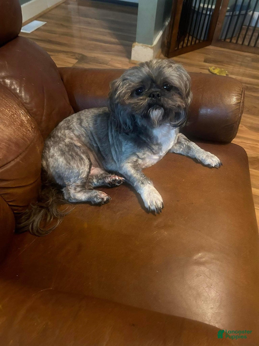 Shih Tzu dogs for sale: Junior - Image 2