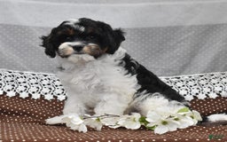 Cavapoo dogs for sale: Wade - Image 7