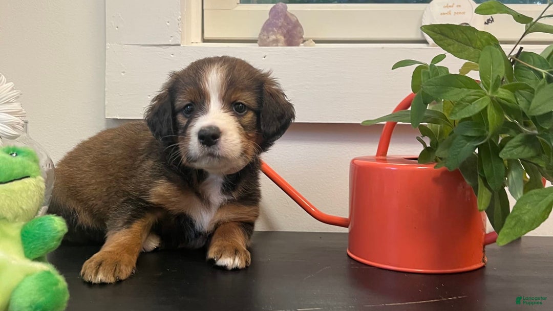 Bernedoodle dogs for sale: Harriet - Image 2