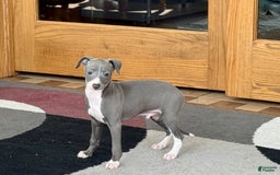Italian Greyhound dogs for sale: Pj - Image 5