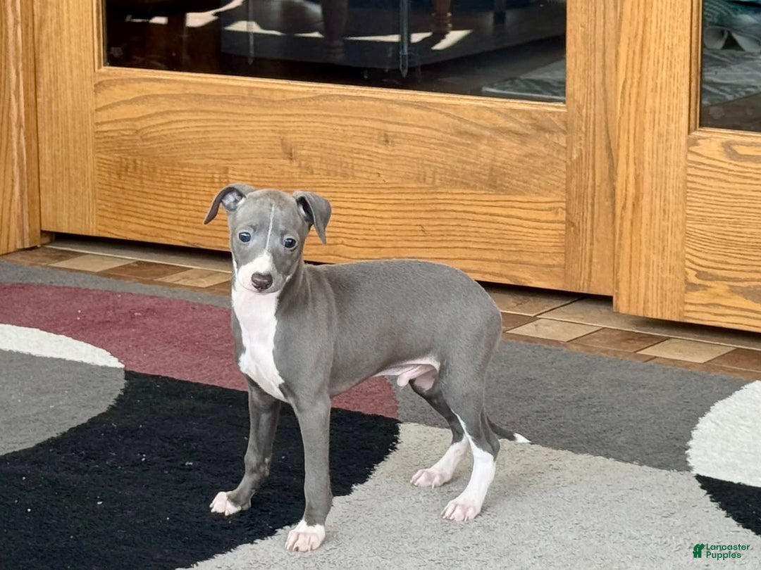 Italian Greyhound dogs for sale: Pj - Image 5