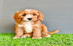 Cavapoo dogs for sale: Toby - Image 1