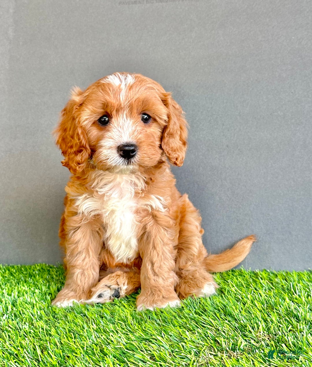 Cavapoo dogs for sale: Toby - Image 1