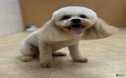 Miniature Poodle dogs for sale: Oliver - Image 5