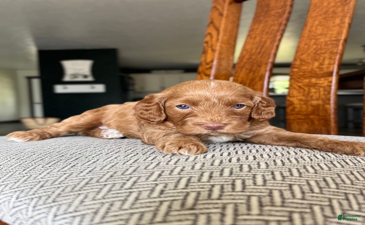 Cavapoo dogs for sale - Ad 3