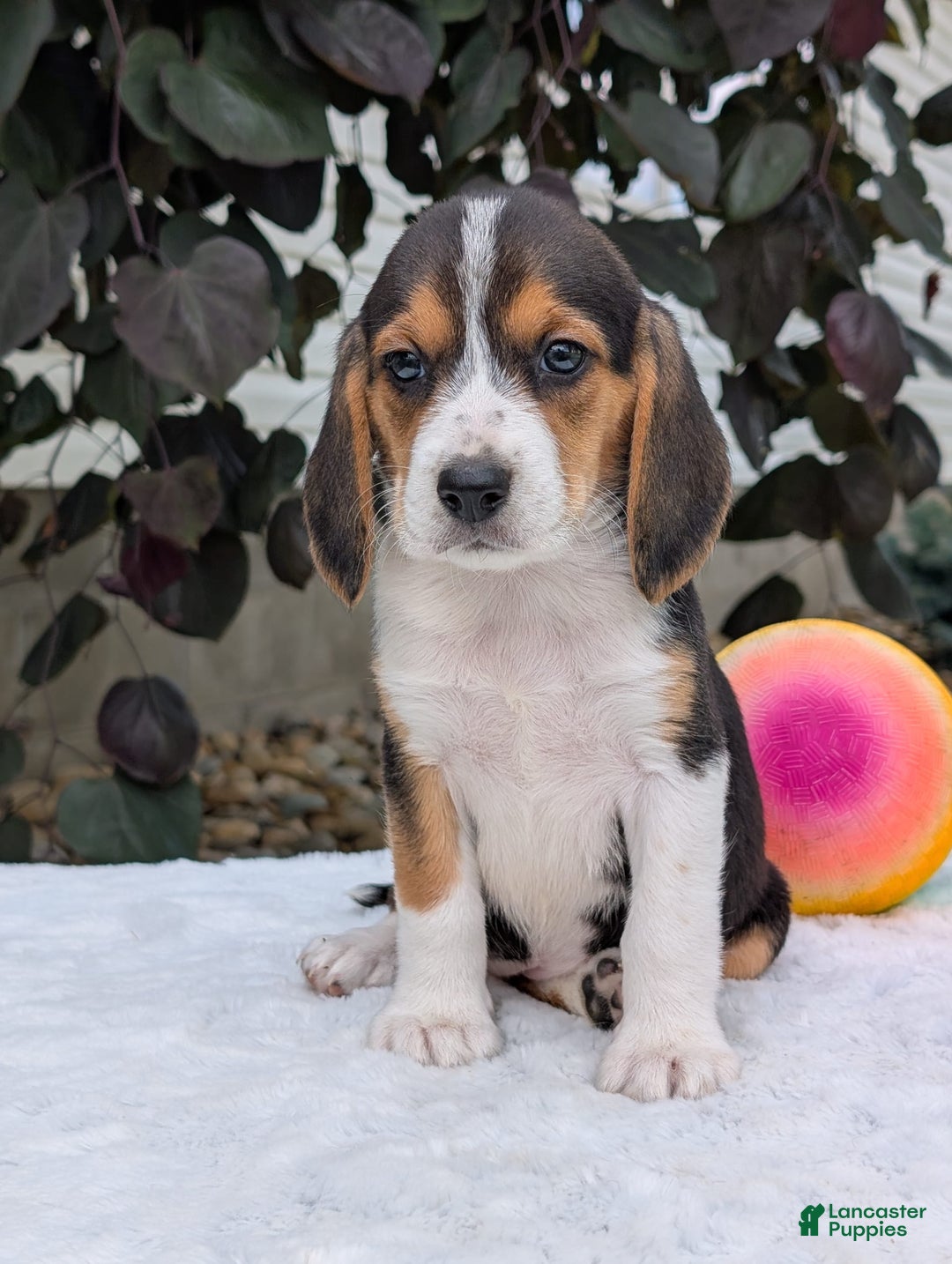 Beagle dogs for sale: Lilly - Image 15