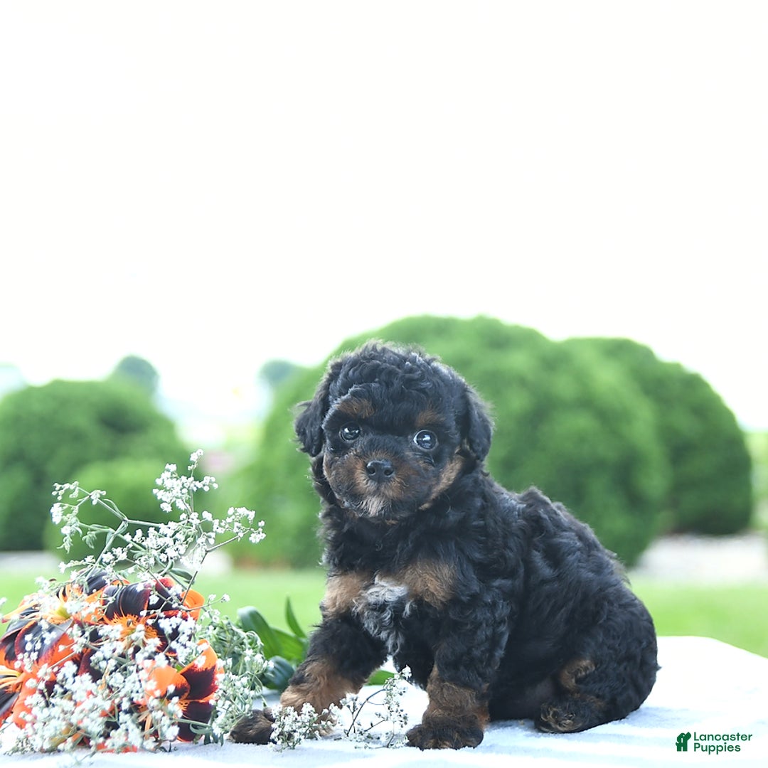 Toy Poodle dogs for sale: Khloe - Image 4