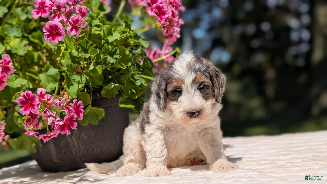 Mini Bernedoodle dogs for sale: Sammy - Image 9