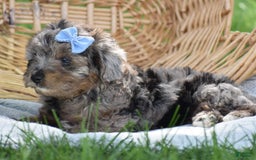 Yorkiepoo dogs for sale: Pluto - Image 8