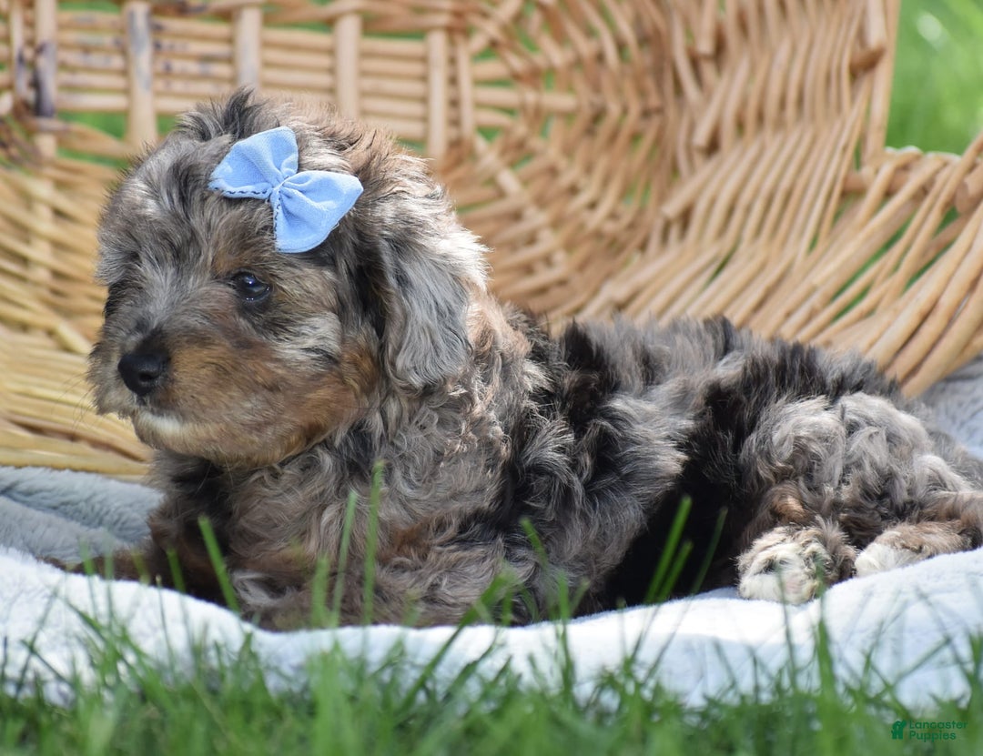 Yorkiepoo dogs for sale: Pluto - Image 8