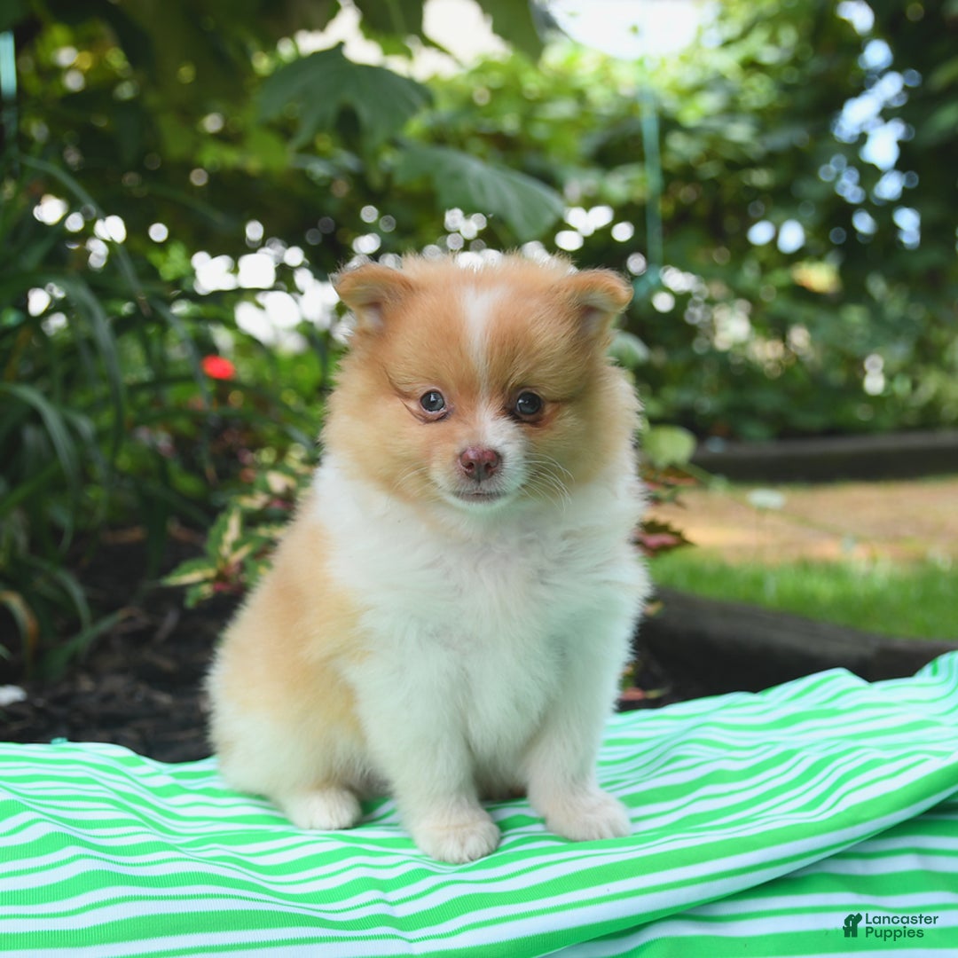 Pomeranian dogs for sale: Opie - Image 2