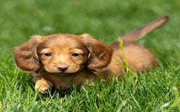 Miniature Dachshund dogs for sale: Crystal - Image 14
