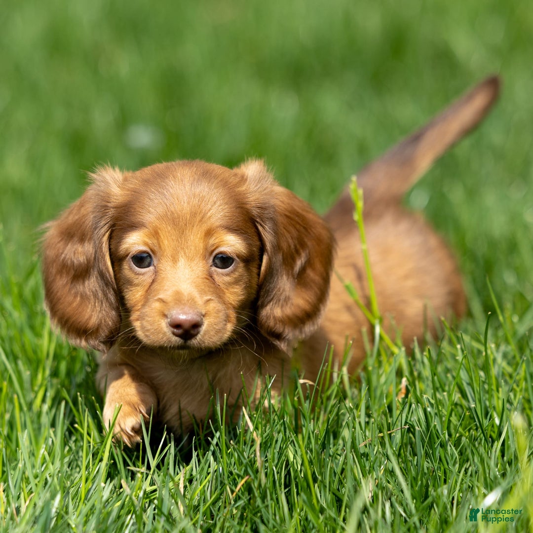 Miniature Dachshund dogs for sale: Crystal - Image 14