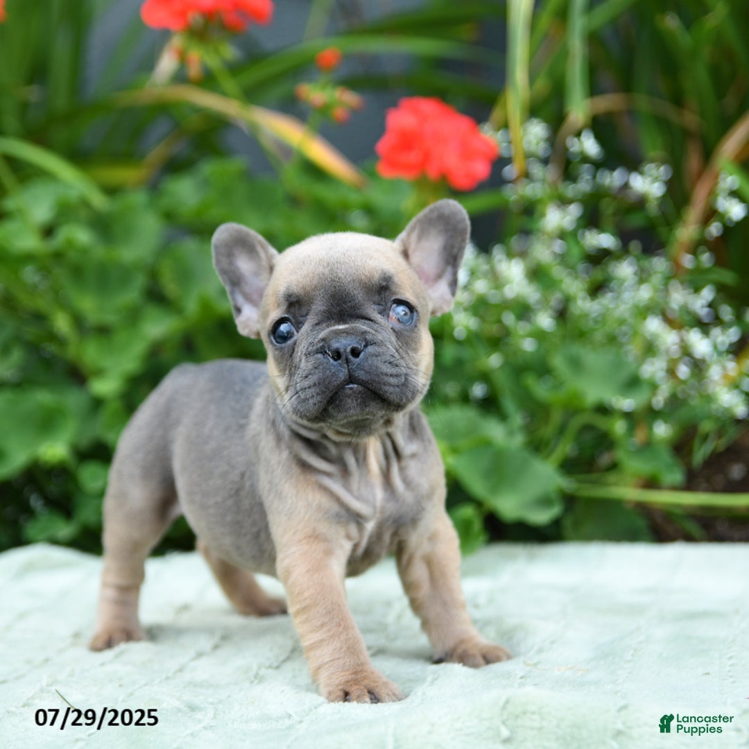French Bulldog dogs for sale: Bazel - Image 4