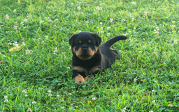 Rottweiler dogs for sale: Ruby - Image 4
