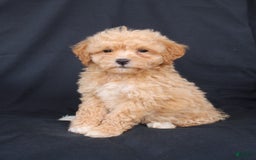 Bichpoo dogs for sale: Brady - Image 1