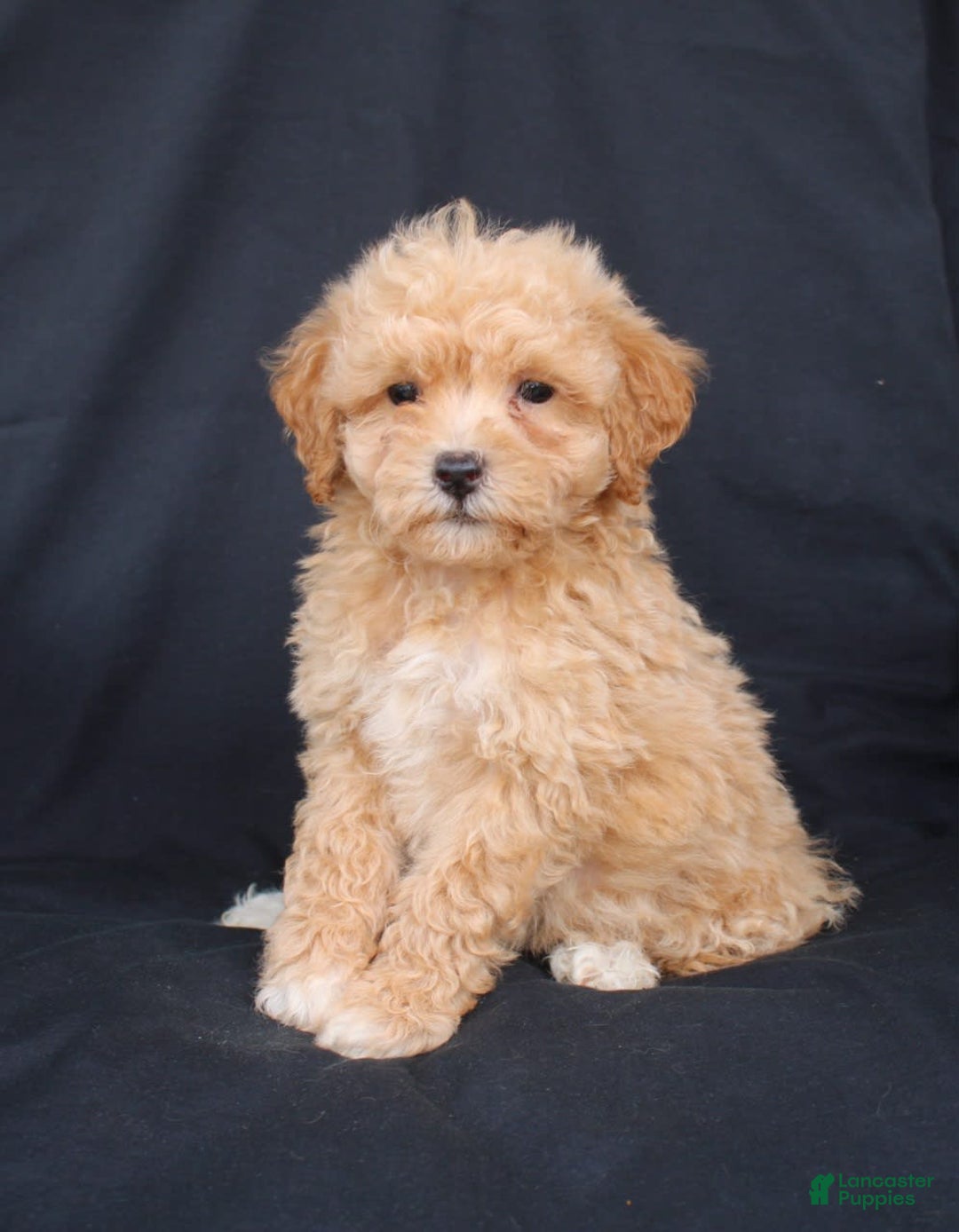 Bichpoo dogs for sale: Brady - Image 1