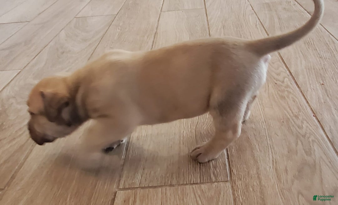 South African Boerboels dogs for sale: Jolie - Image 6