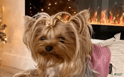 Yorkshire Terrier dogs for sale: Peach - Image 3