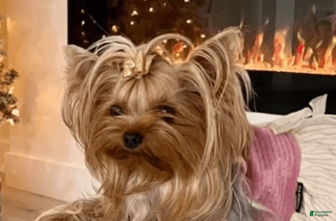 Yorkshire Terrier dogs for sale: Peach - Image 3