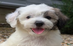 Teddy Bear dogs for sale: Cloud - Image 7