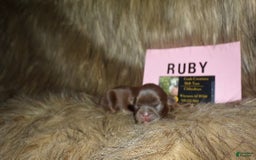 Shih Tzu dogs for sale: Ruby - Image 5