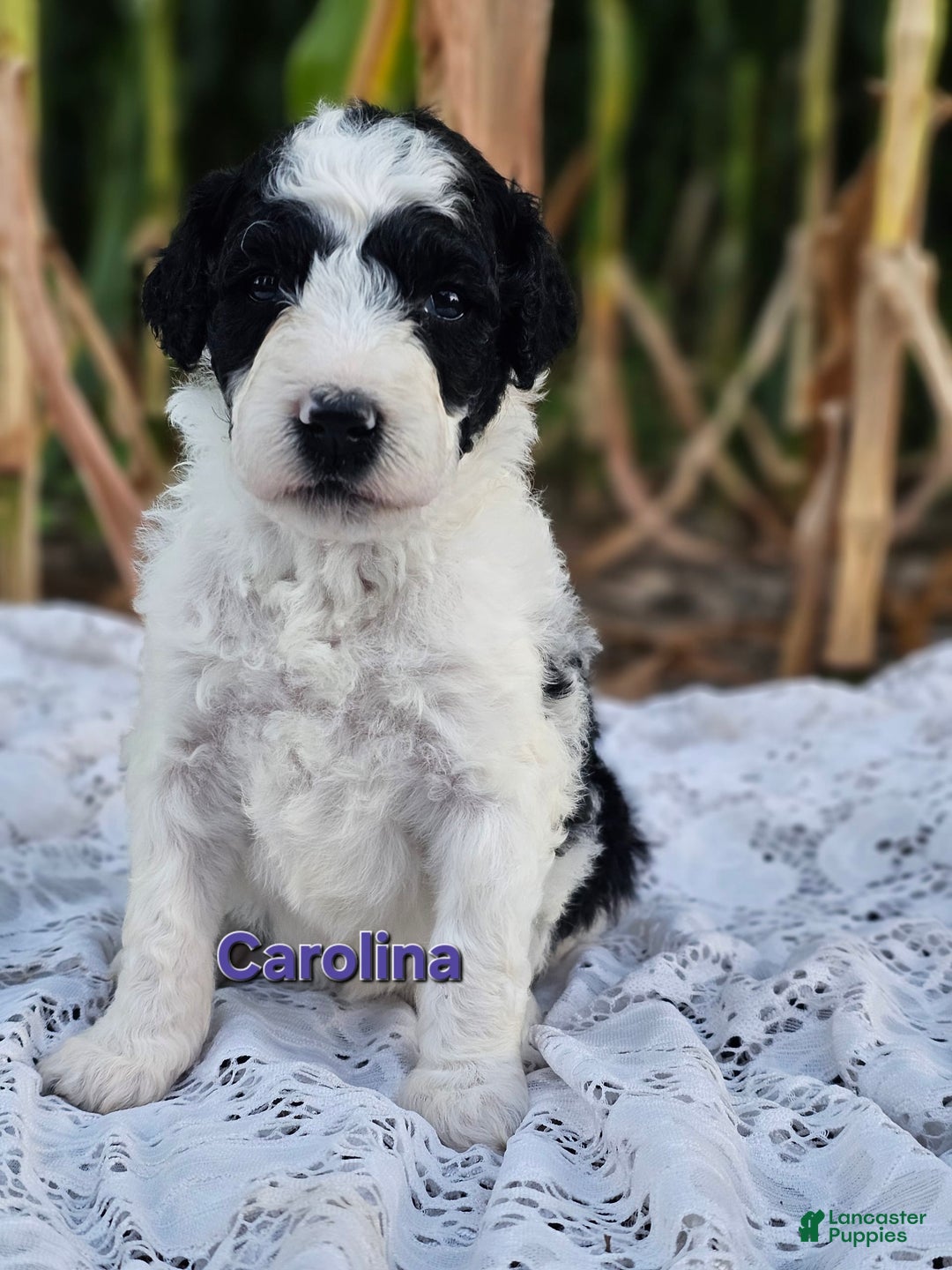 Portuguese Water Dog dogs for sale: Carolina - Image 1