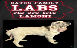 Labrador Retriever dogs for sale: Sparkle - Image 3