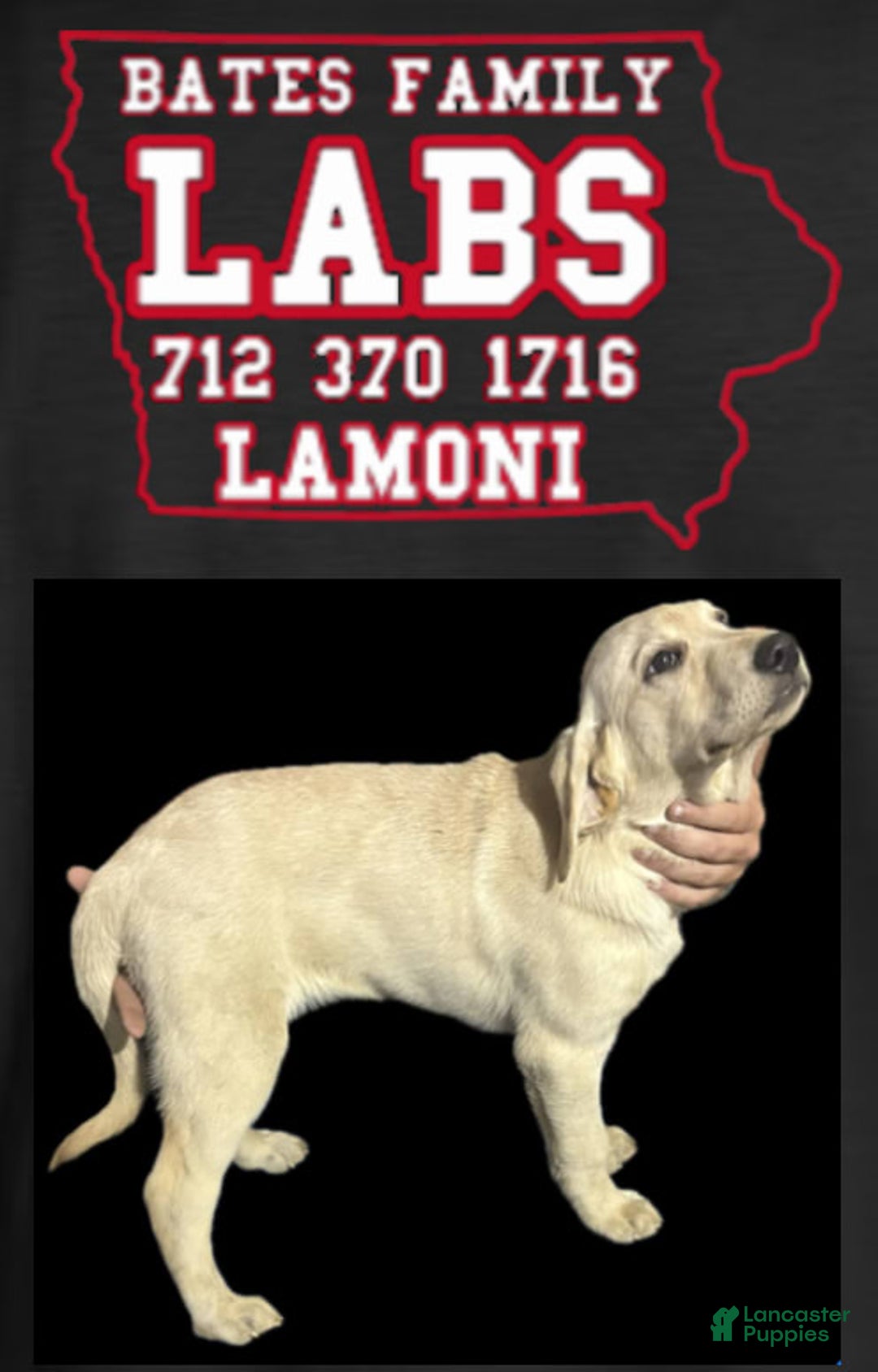 Labrador Retriever dogs for sale: Sparkle - Image 3