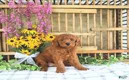 Mini Goldendoodle dogs for sale: Harper - Image 3