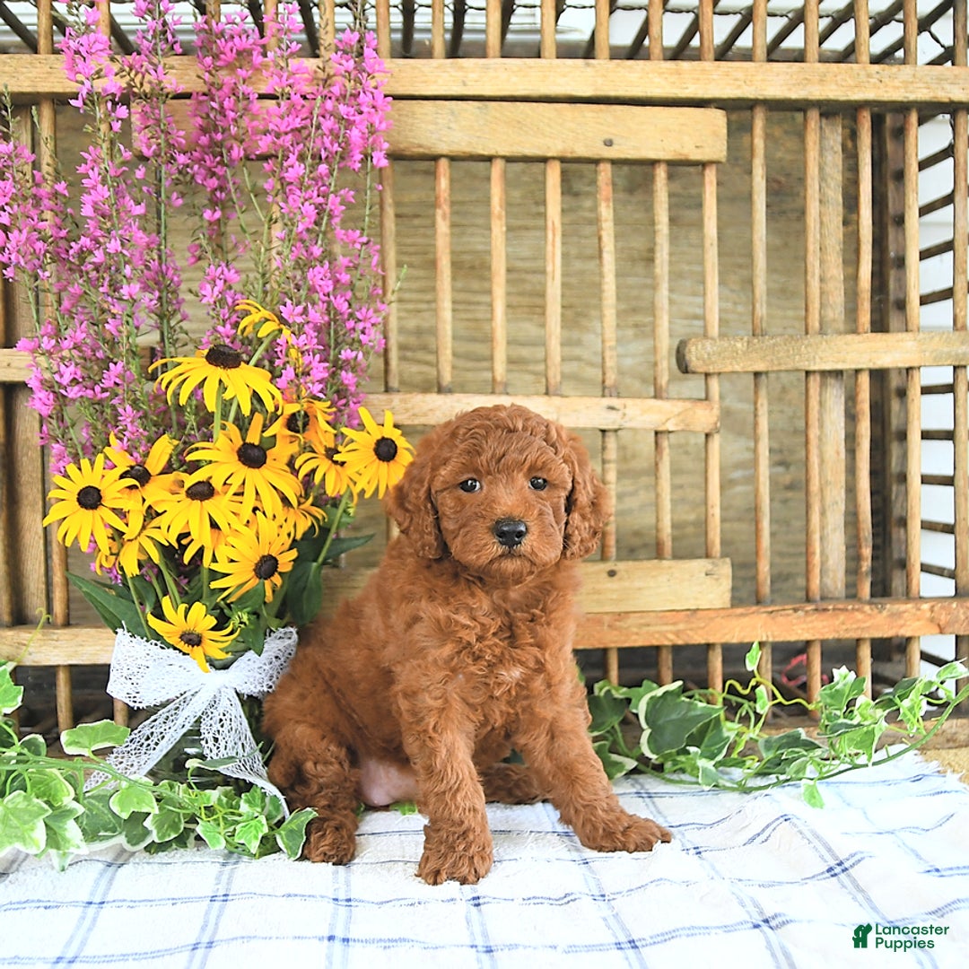 Mini Goldendoodle dogs for sale: Harper - Image 3