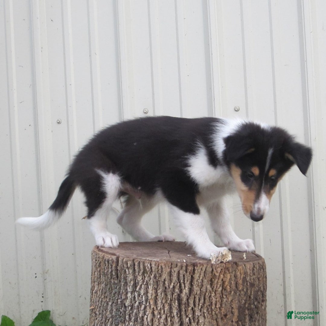 Collie dogs for sale: Atkin - Image 5