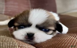 Shih Tzu dogs for sale: Ollie - Image 10