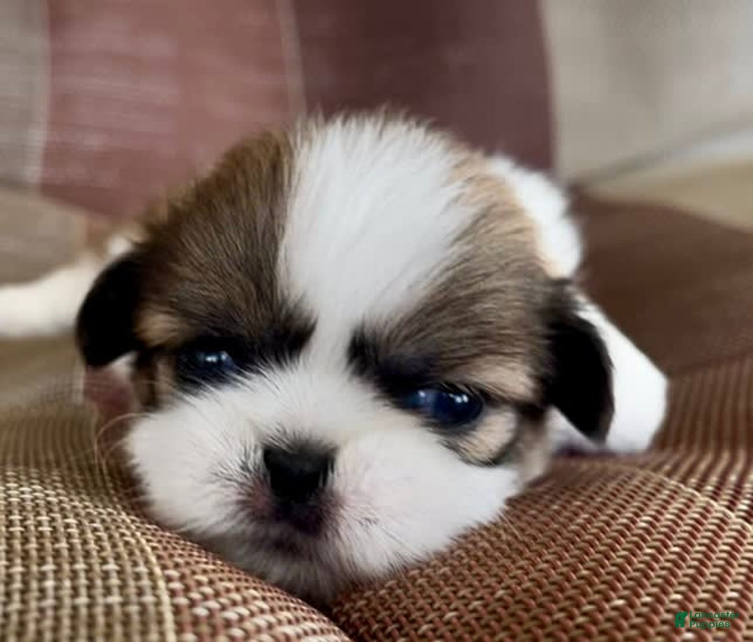 Shih Tzu dogs for sale: Ollie - Image 10