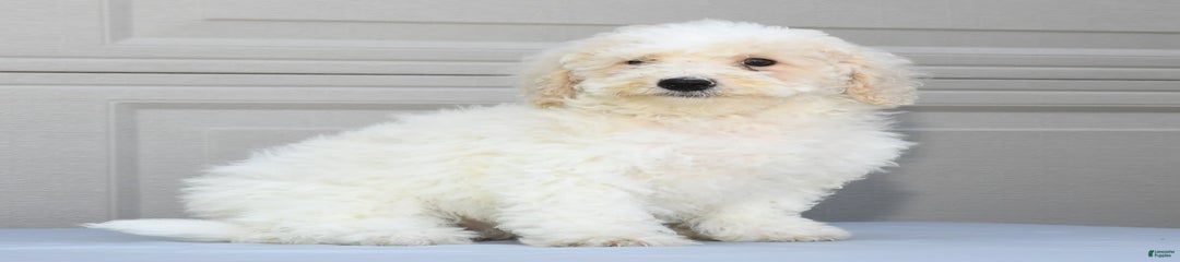 Riley
