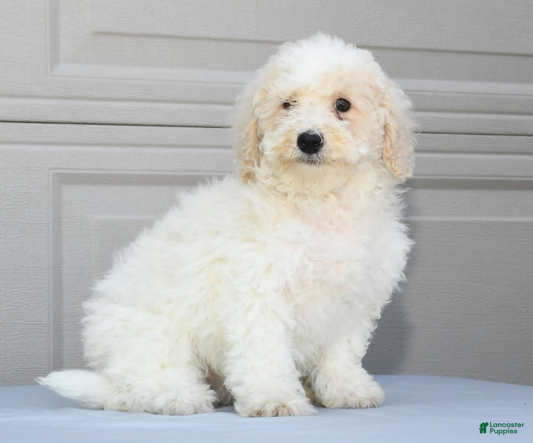 Maltipoo dogs for sale: Riley - Image 7
