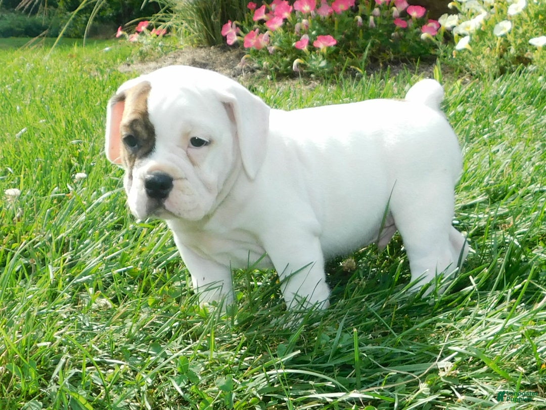English Bulldog dogs for sale: Spot - Image 9