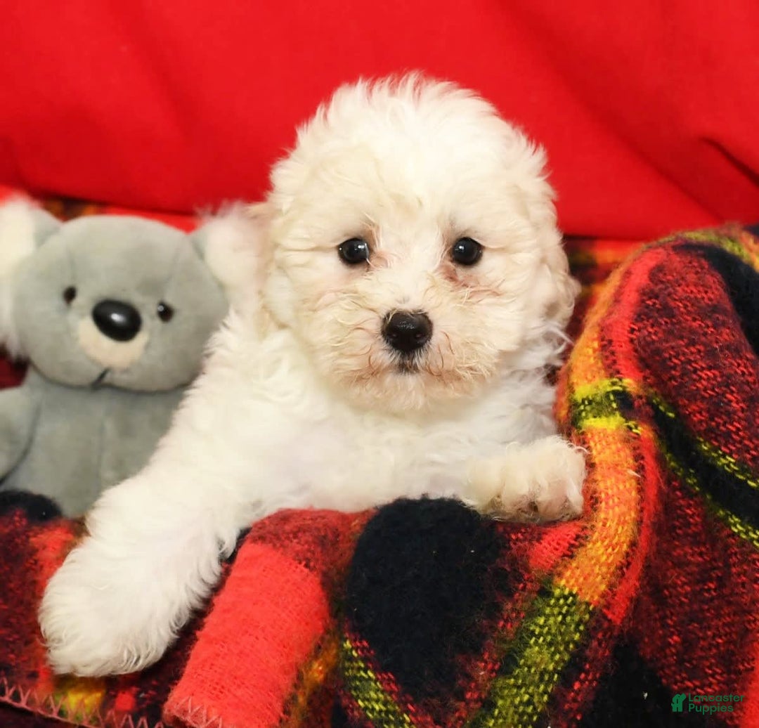 Shihpoo dogs for sale: Bubbles - Image 8