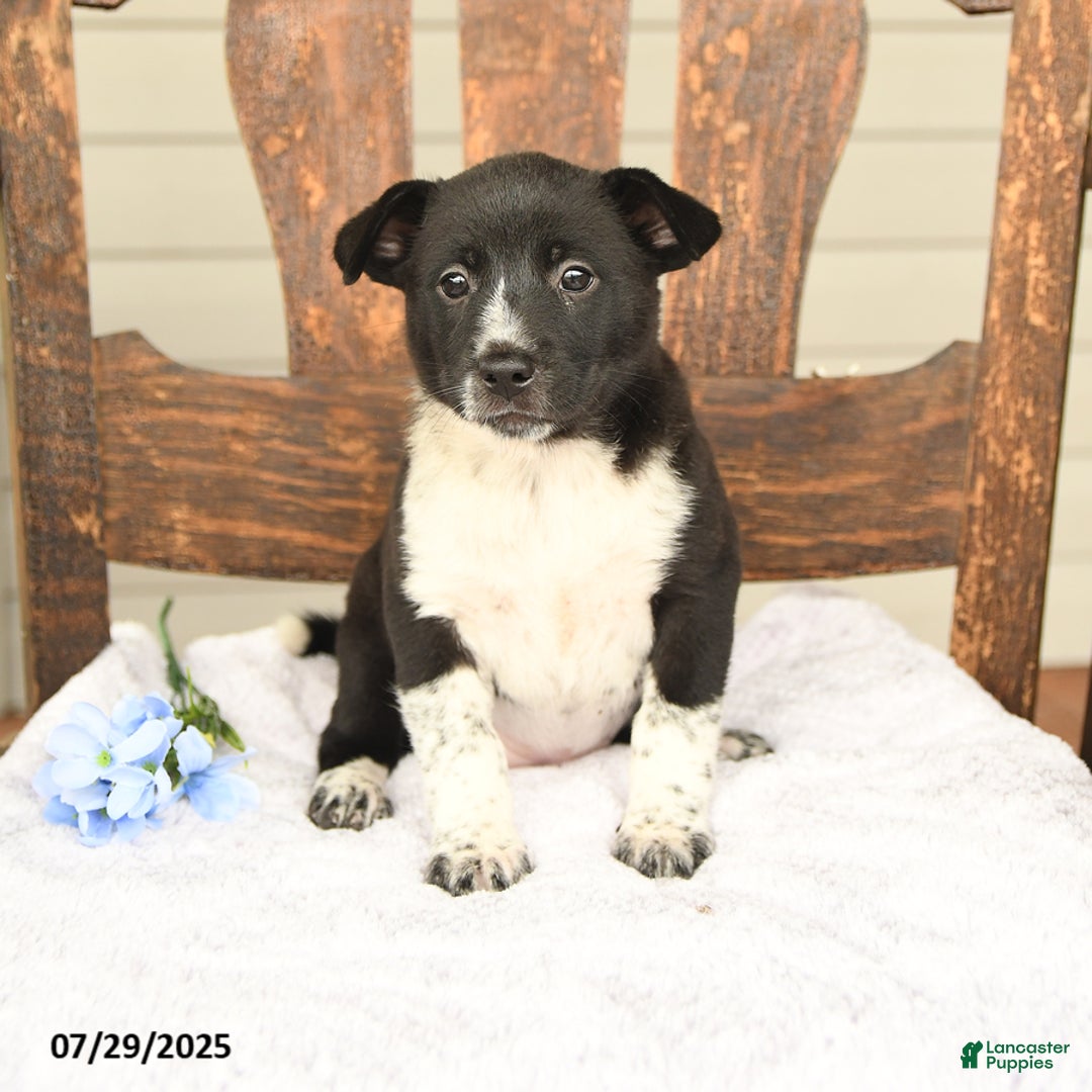 Australian Cattle Dog dogs for sale: Mary - Image 3