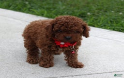Toy Poodle dogs for sale: Kody - Image 2