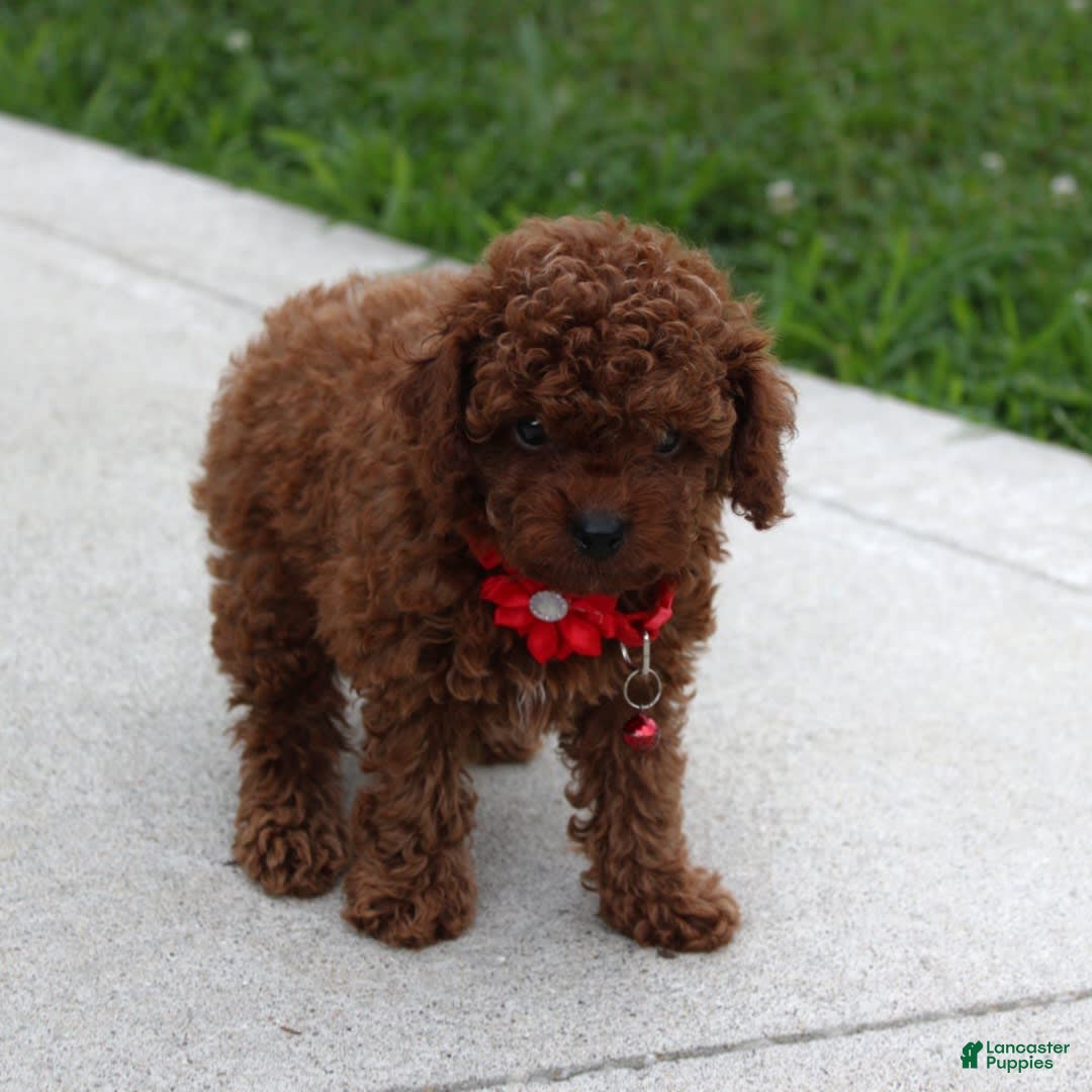 Toy Poodle dogs for sale: Kody - Image 2