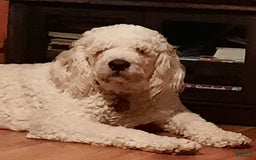 Saint Berdoodles dogs for sale: Hermione - Image 3